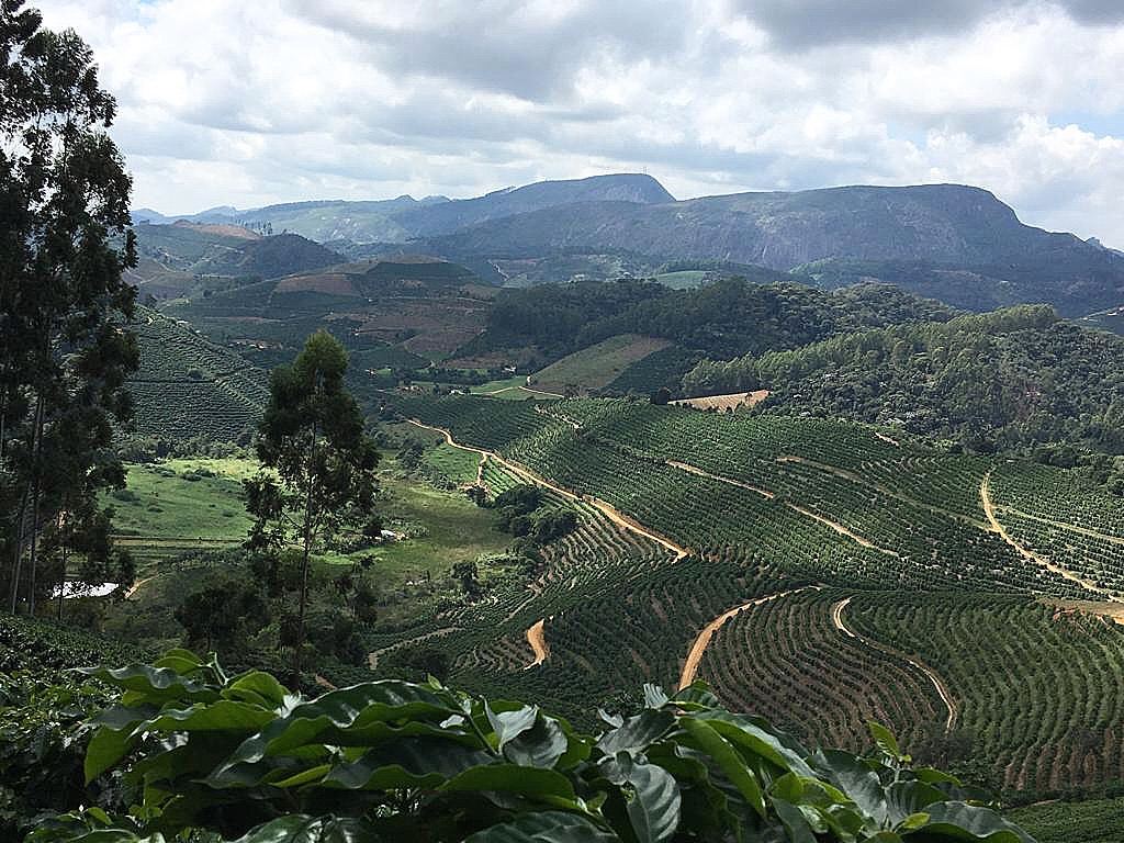 Cafezal da Fazenda Marapé nas montanhas