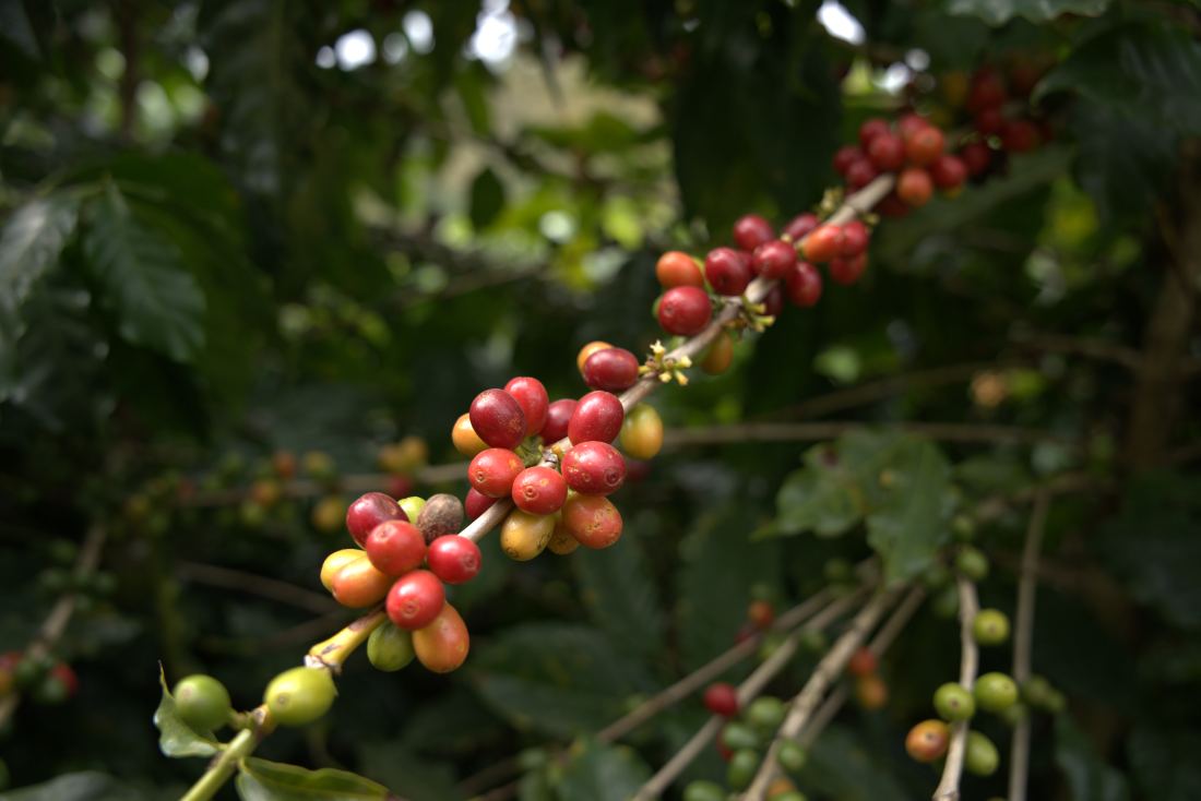 Cerejas de café maduras no pé