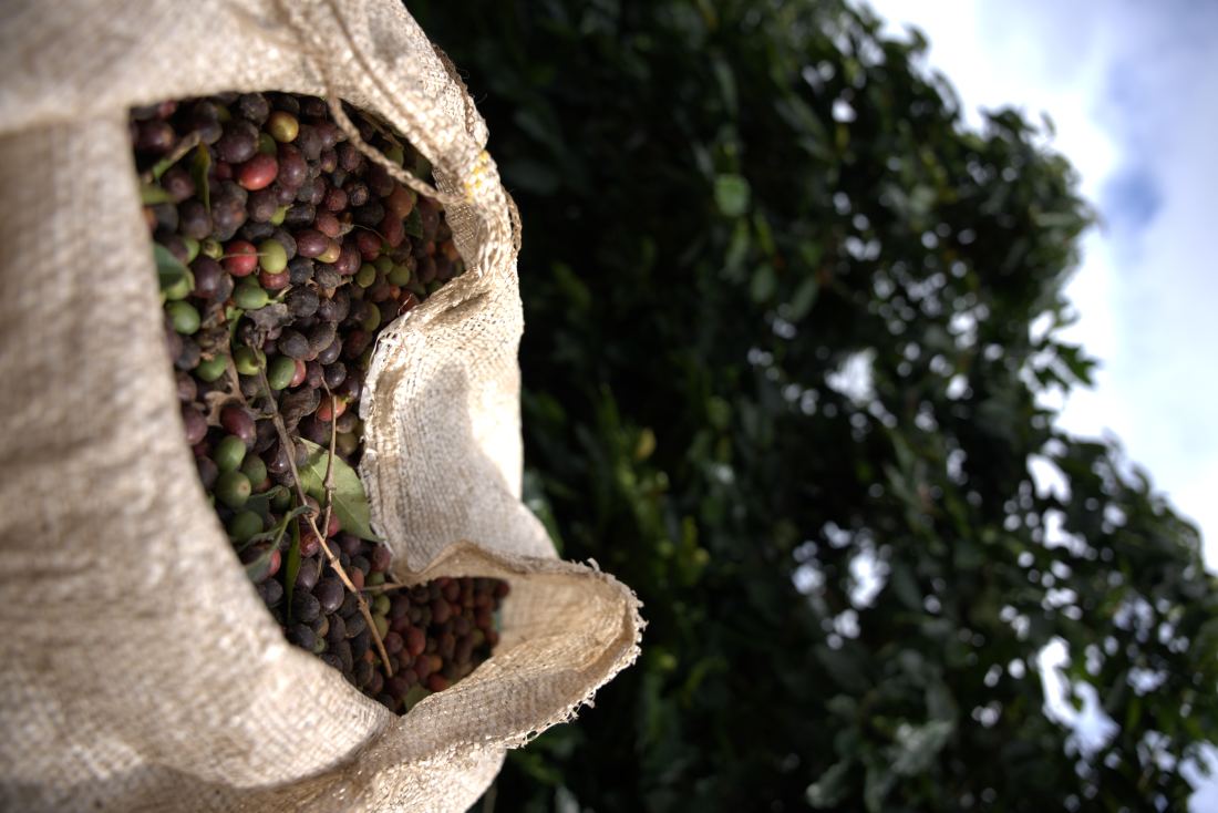 Colheita de café à mão na fazenda