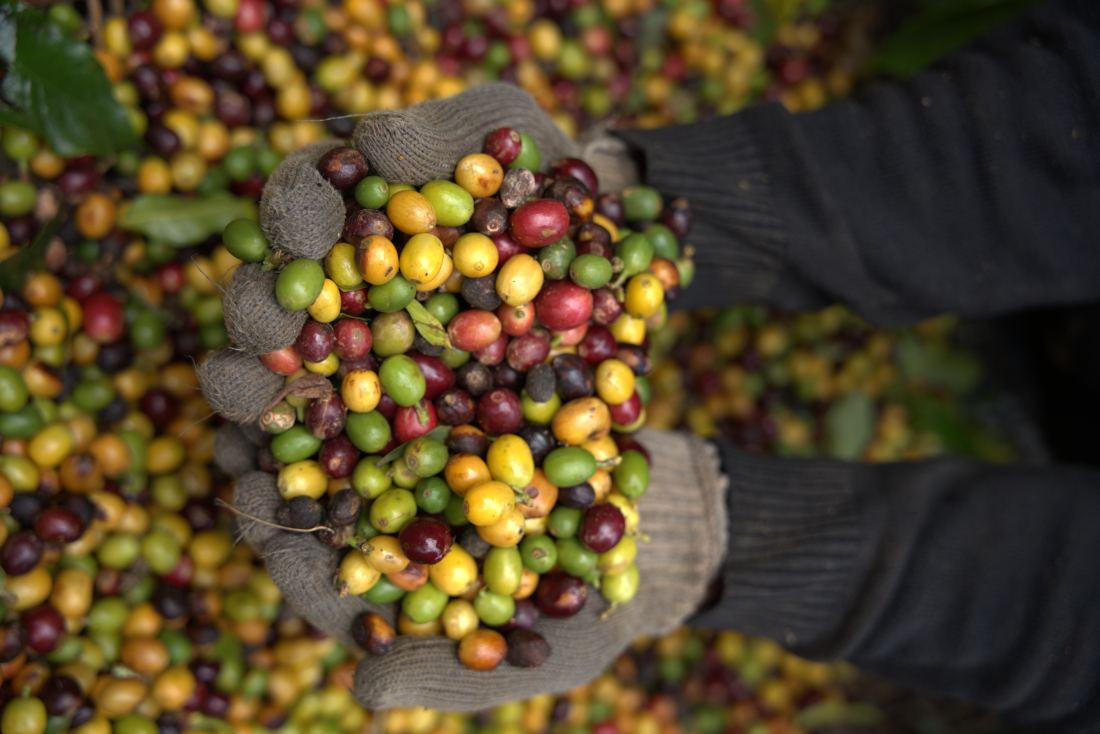 Seleção das cerejas de café colhidas