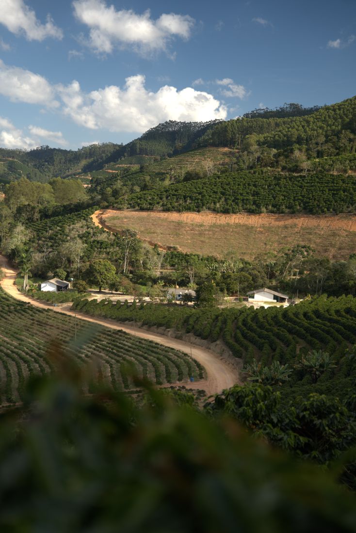 Vista panorâmica do cafezal nas montanhas